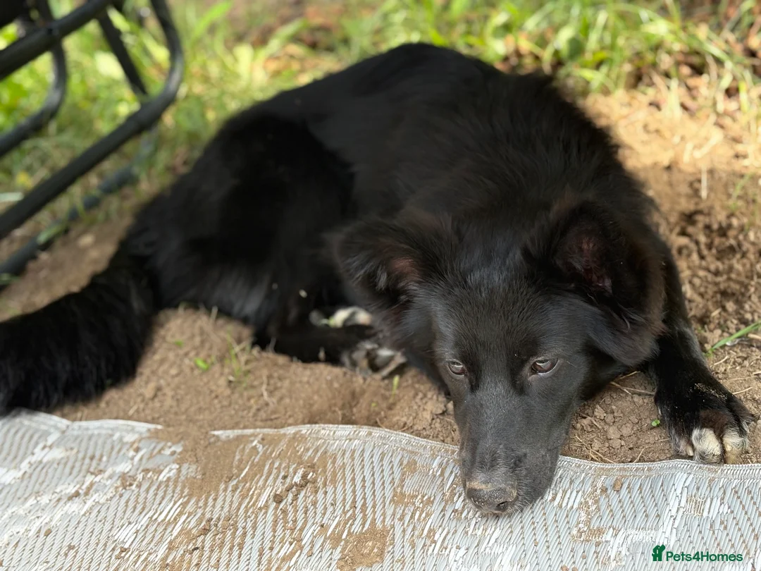 Mixed Breed dogs for sale: Beautiful girl  - Advert 5