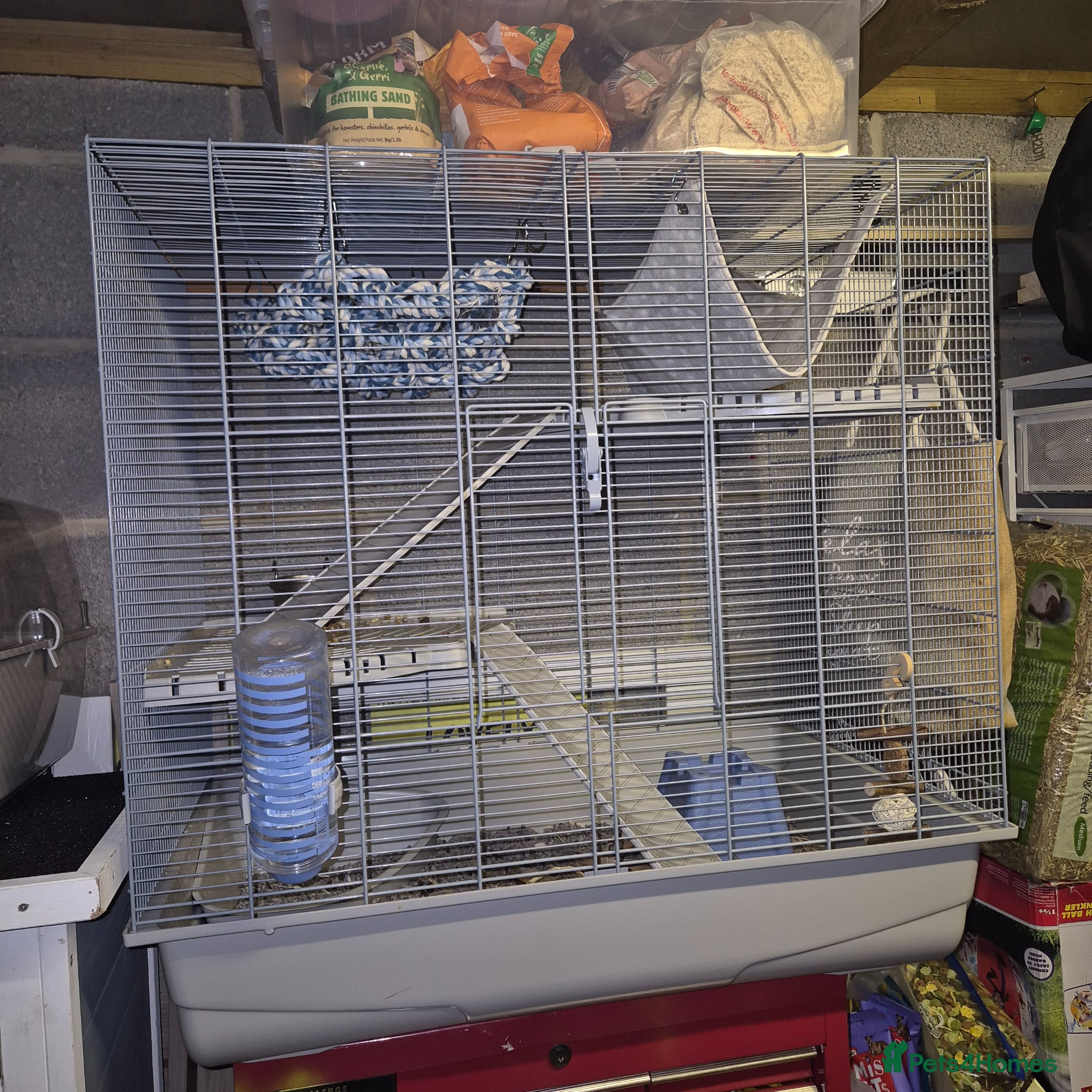 Rat rodents 2 female young rats with cage - Advert 3