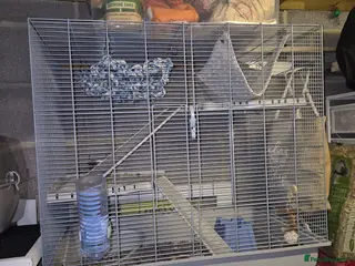 Rat rodents 2 female young rats with cage - Advert 7