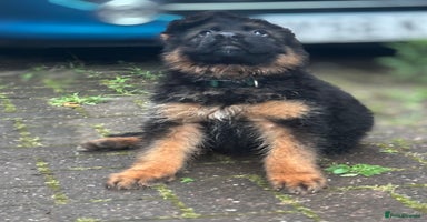 German Shepherd dogs - Advert 6