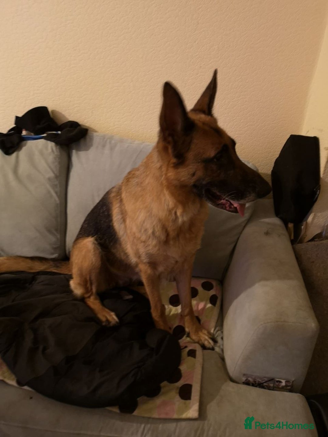 German Shepherd dogs for sale: One large straight back male puppy 11 weeks - Advert 9