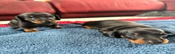 Miniature Dachshund dogs for sale: Black and tan miniature dachshund puppies   - Advert 3