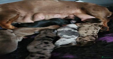 Miniature Dachshund dogs - Advert 3