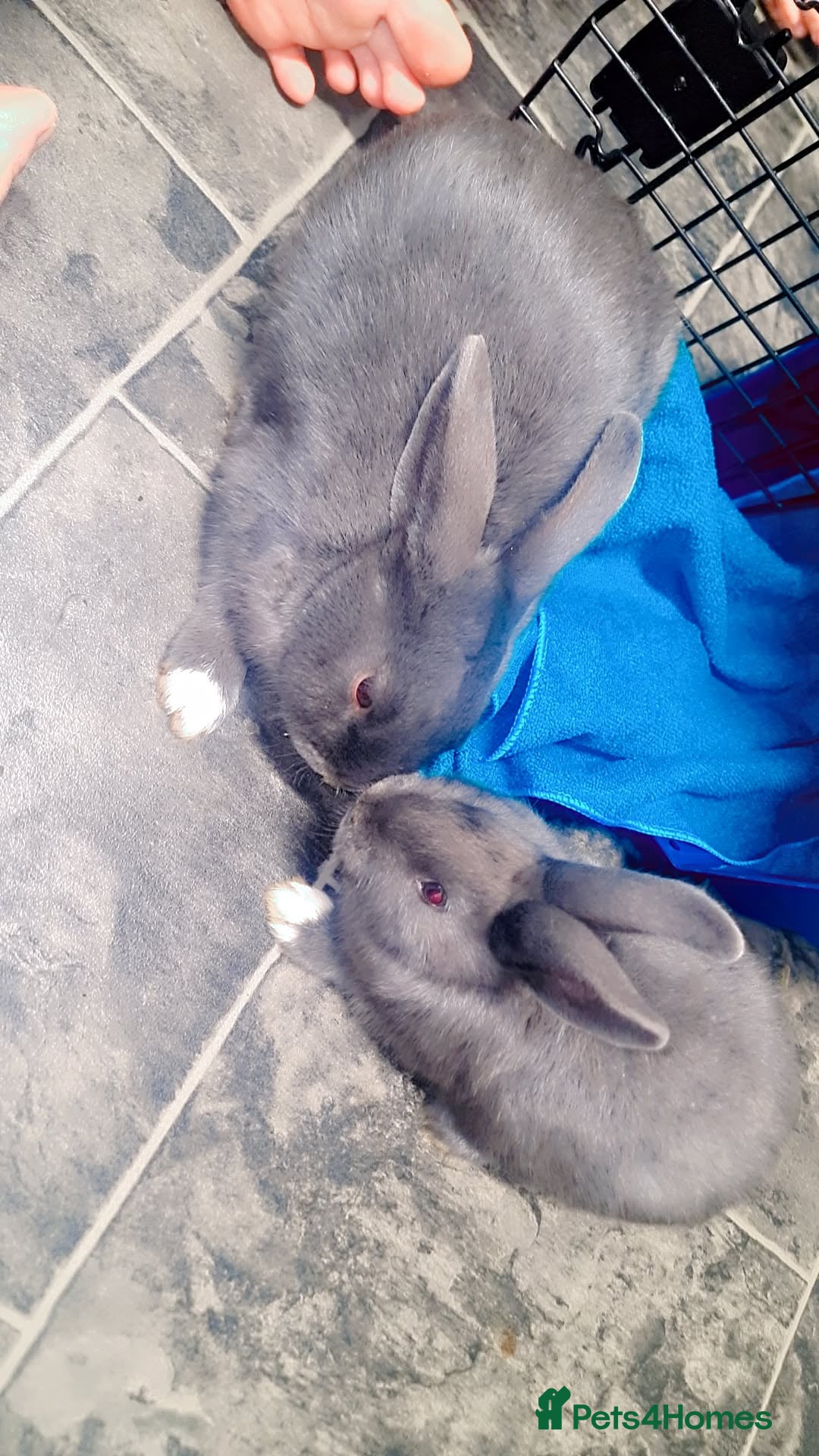 Alaska rabbits for sale: Alaskan rabbits - Advert 11