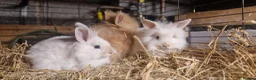 Lionhead rabbits for sale: Lovely tempered little lionhead babies- m and f - Advert 13