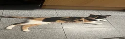 Mixed Breed cats for sale: Kittys kittens  - Advert 17