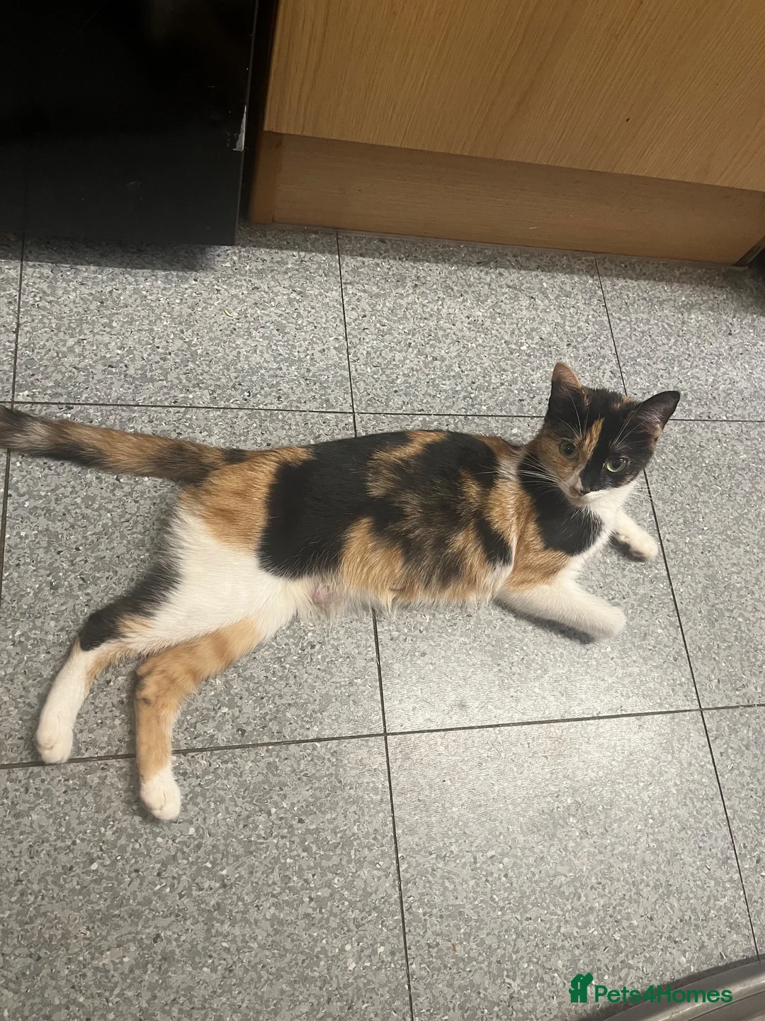 Mixed Breed cats for sale: Kittys kittens  - Advert 17
