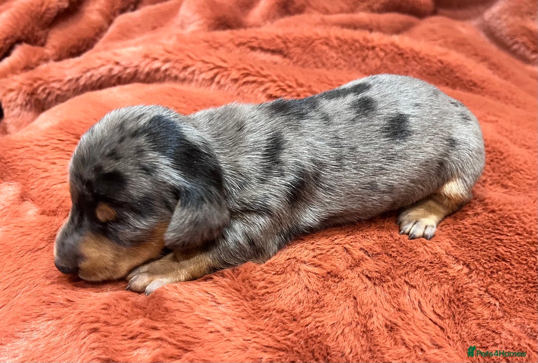 Miniature Dachshund dogs for sale: Miniature Dachshund puppies for sale - Advert 10