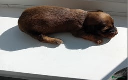 Miniature Dachshund dogs for sale: KC Reg. Mini Longhaired pups - Image 5
