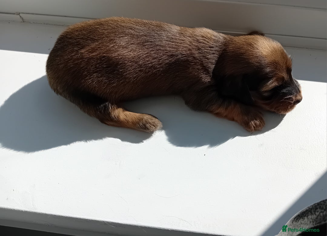 Miniature Dachshund dogs for sale: KC Reg. Mini Longhaired pups - Image 5