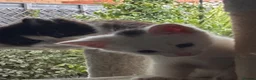 Mixed Breed cats for sale: 4 beautiful, well socialised kittens - Advert 18