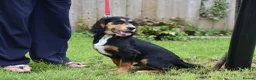 Cocker Spaniel dogs for sale: 5 Months Old Male Working Cocker KC Reg - Advert 15