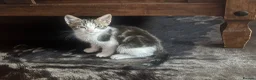 Mixed Breed cats for sale: Cats for sale  - Advert 3