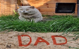 British Shorthair cats for sale: 🏆 BLOODLINE.. BEAUTIFUL CREAM BSH KITTENS - Image 3