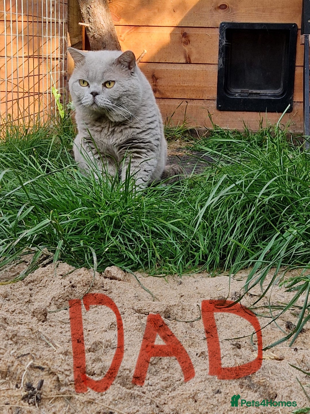 British Shorthair cats for sale: 🏆 BLOODLINE.. BEAUTIFUL CREAM BSH KITTENS - Image 3