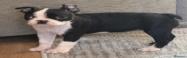 Boston Terrier Puppy 5 AVAILABLE
