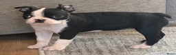 Boston Terrier dogs for sale: Boston Terrier KC Reg 1 Girl ready to go 1950  - Advert 30