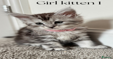 Maine Coon cats - Advert 3