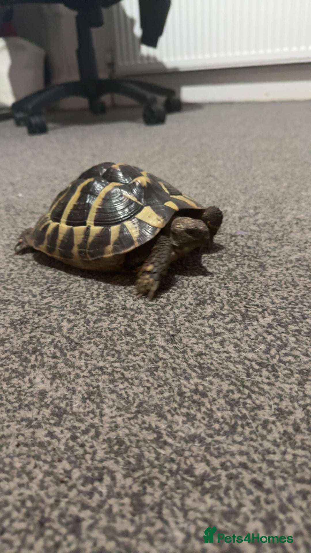 Hermann Tortoise reptiles for sale: Female Hermann tortoise - Advert 4