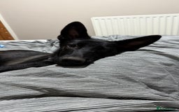 Mixed Breed dogs for sale: Snoop - Border Collie X German Shepherd  - Image 6