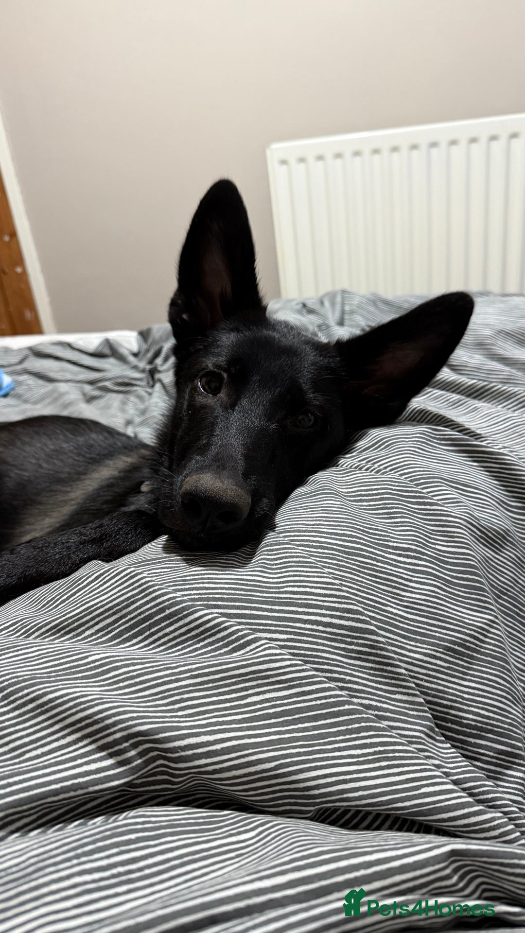 Mixed Breed dogs for sale: Snoop - Border Collie X German Shepherd  - Image 6