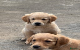 Golden Retriever dogs for sale: KC Registered Golden Retrievers puppies. - Image 8
