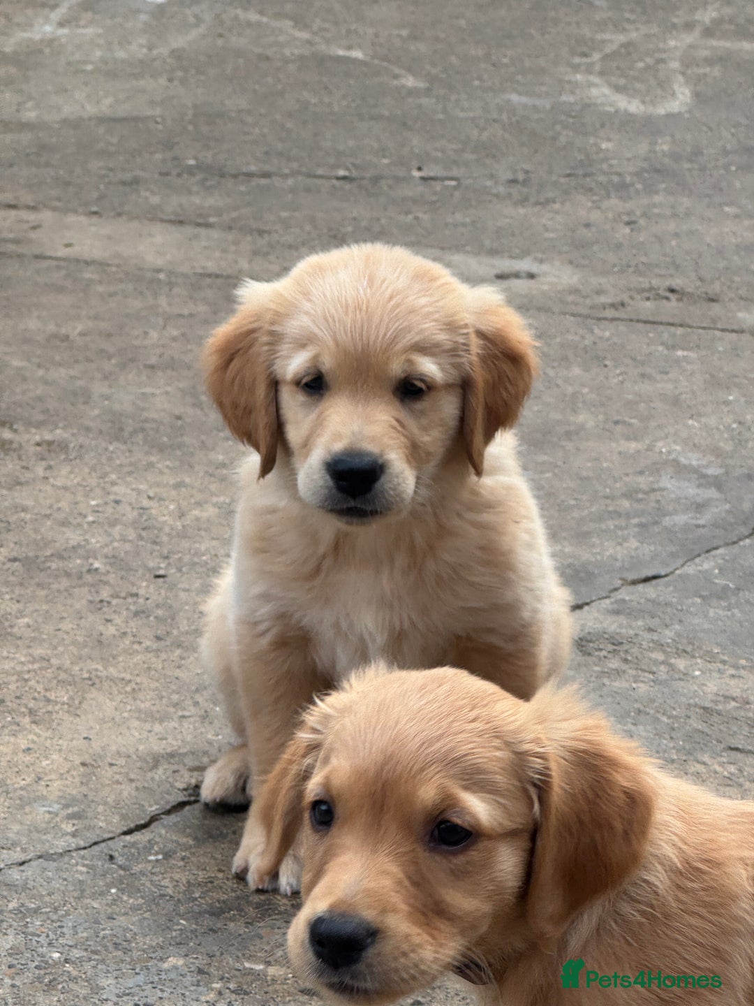 Golden Retriever dogs for sale: KC Registered Golden Retrievers puppies. - Image 8