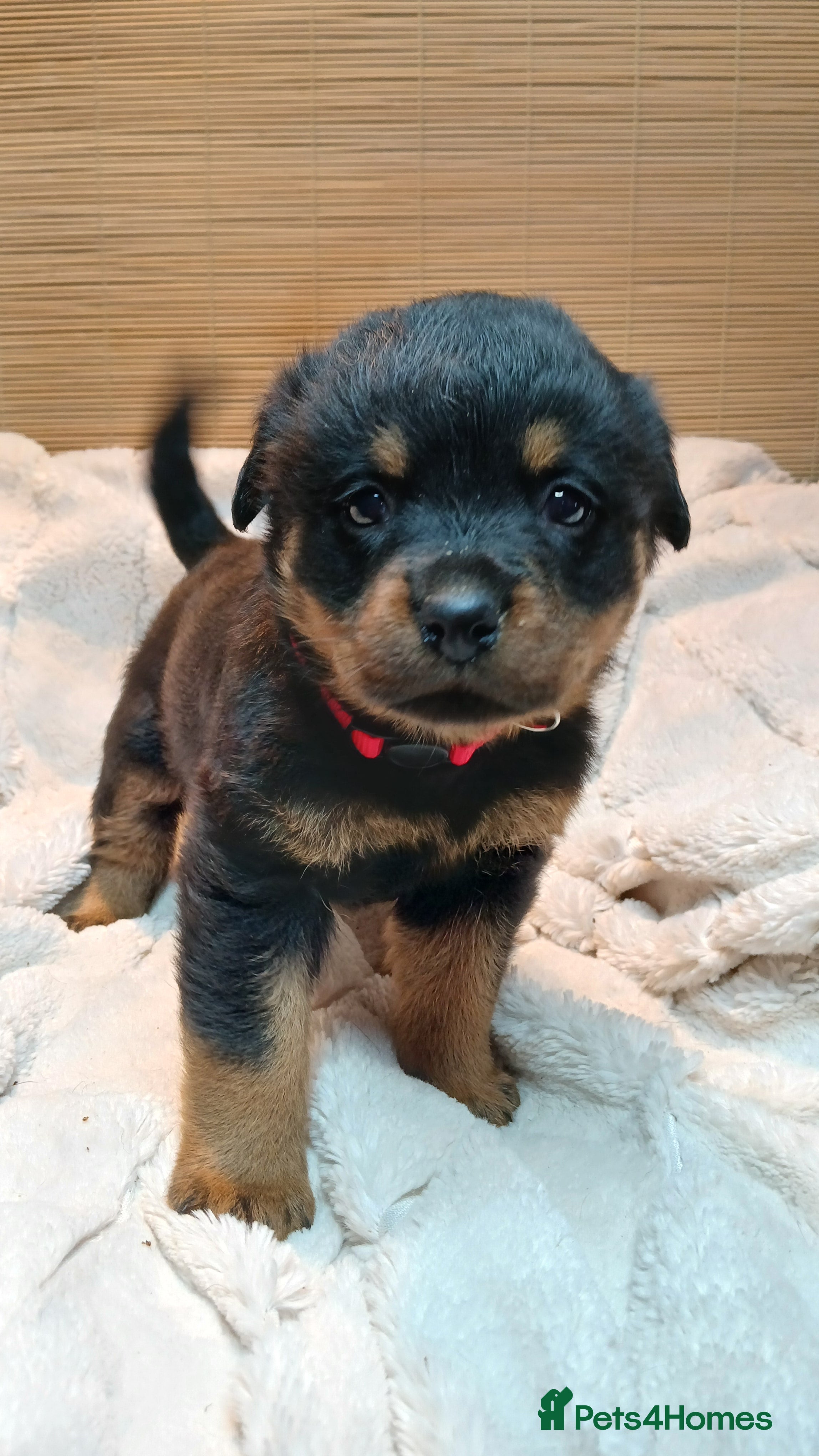 Rottweiler dogs Rottweiler Puppies for Sale - Advert 2