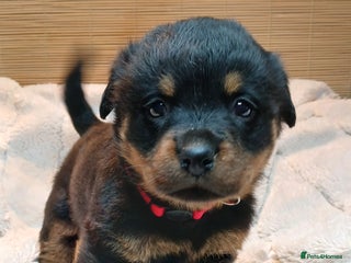 Rottweiler dogs Rottweiler Puppies for Sale - Advert 5