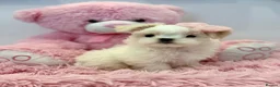 Maltese dogs for sale: 🎀 Last Tiny Korean Maltese Girl Available 🎀 - Advert 18