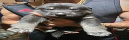 Shepsky dogs for sale: 9 shepsky puppies  - Advert 21