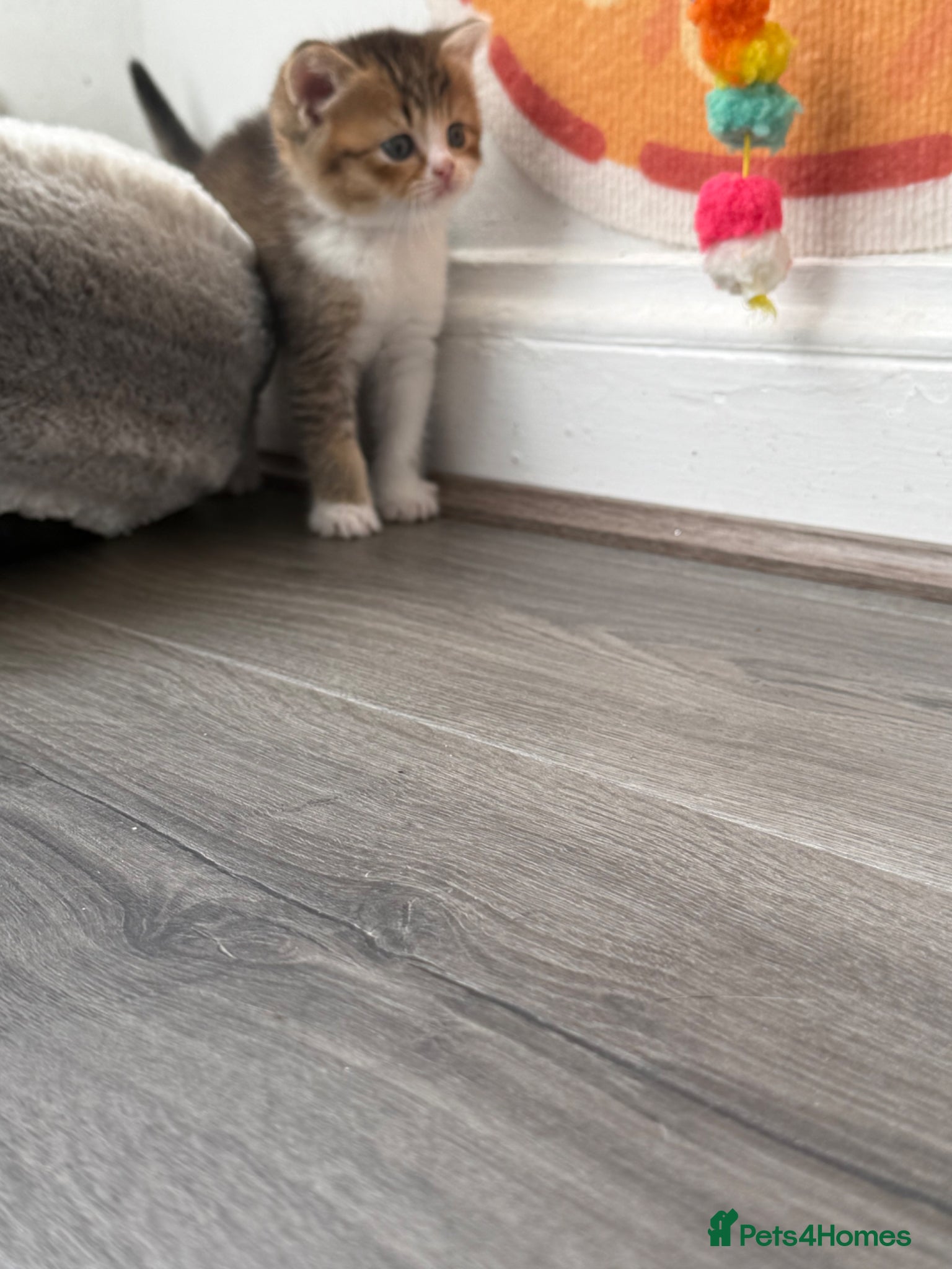 British Shorthair cats for sale: British Shorthair kittens - Advert 11