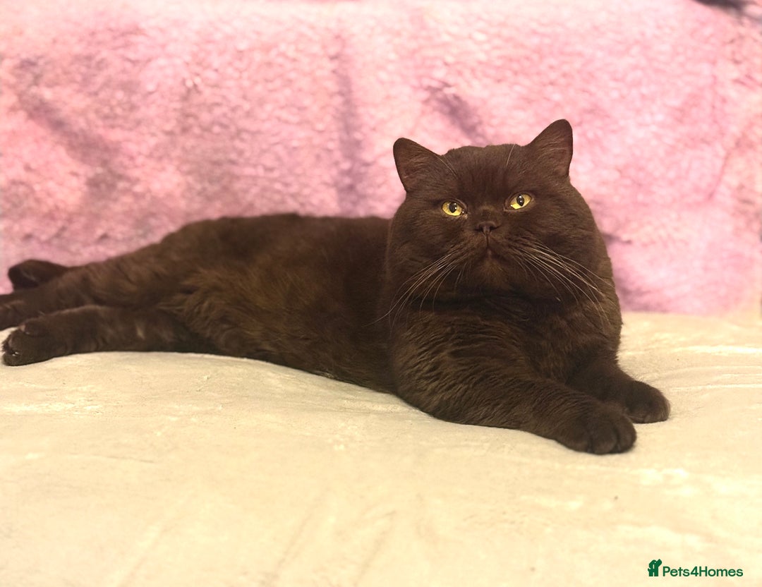 British Shorthair cats for stud: 🐾 GCCF&TICA Chocolate British Shorthair Stud 🐾  - Advert 1