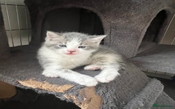 Mixed Breed cats for sale: Beautiful Grey and White tabby kittens - Image 5