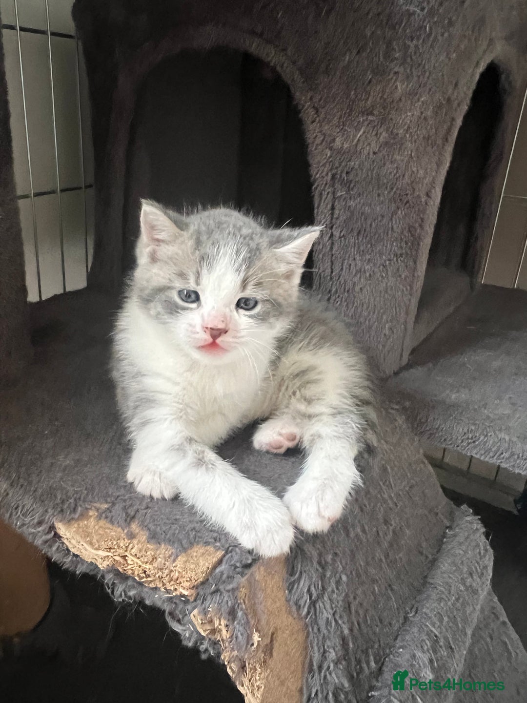Mixed Breed cats for sale: Beautiful Grey and White tabby kittens - Image 5