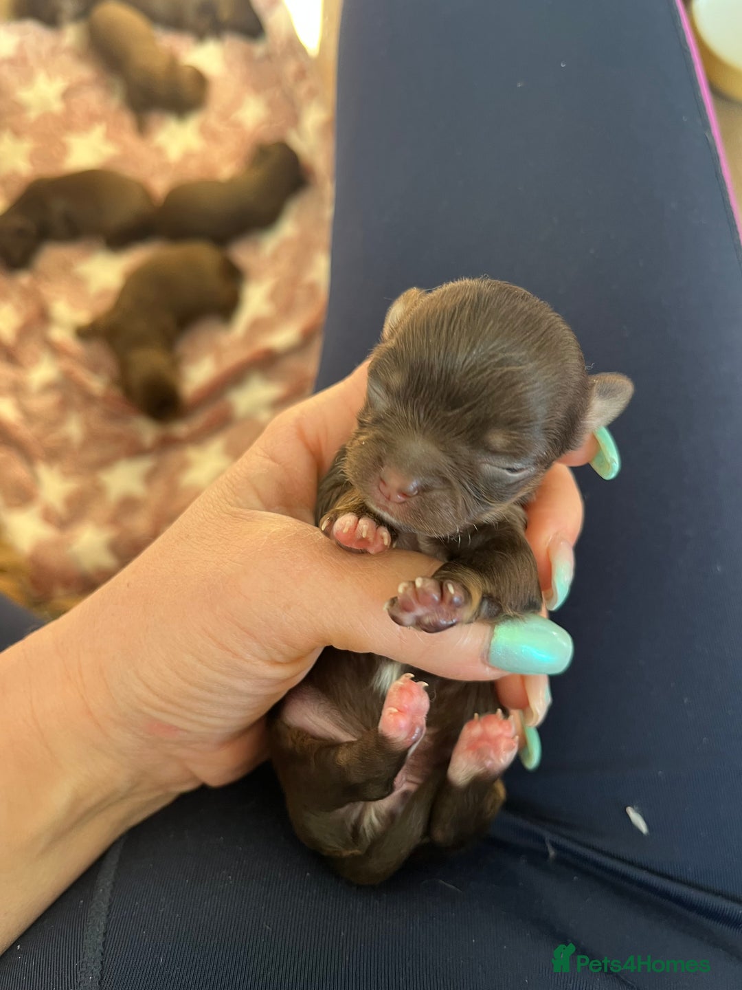 Chihuahua dogs for sale: Rare chocolate chihuahua puppies - Image 12