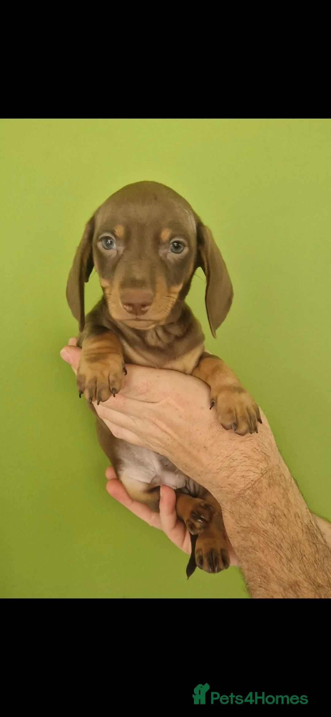 Miniature Dachshund dogs for sale: Gorgeous kc registered puppies - Advert 2