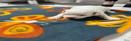 Bichon Frise dogs for sale: KC Bichon Frise Puppies  Champion Bloodlines in Manchester - Advert 5