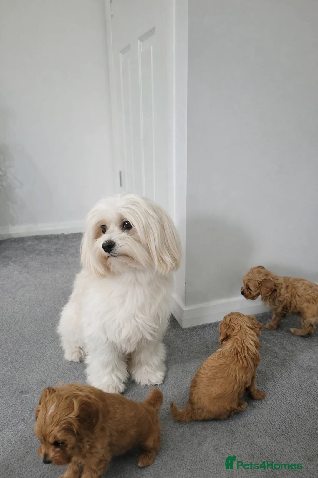 Maltipoo dogs for sale: Tiny Asian maltipoos - Advert 3