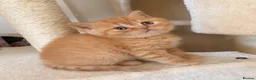 British Shorthair cats for sale: British Shorthair Kittens from Champion Parents  - Advert 22