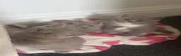 Mixed Breed cats for sale: British /snowshoe healthy kittens  in Carshalton - Advert 19