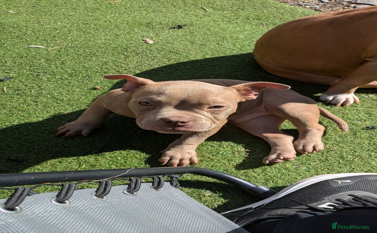 American Bully dogs in Wilmslow - Advert 1