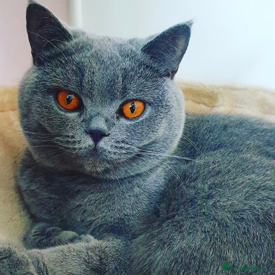 British Shorthair cats for sale: Gccf registered blue British shorthair boy left  - Advert 6