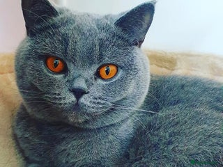 British Shorthair cats - Advert 6