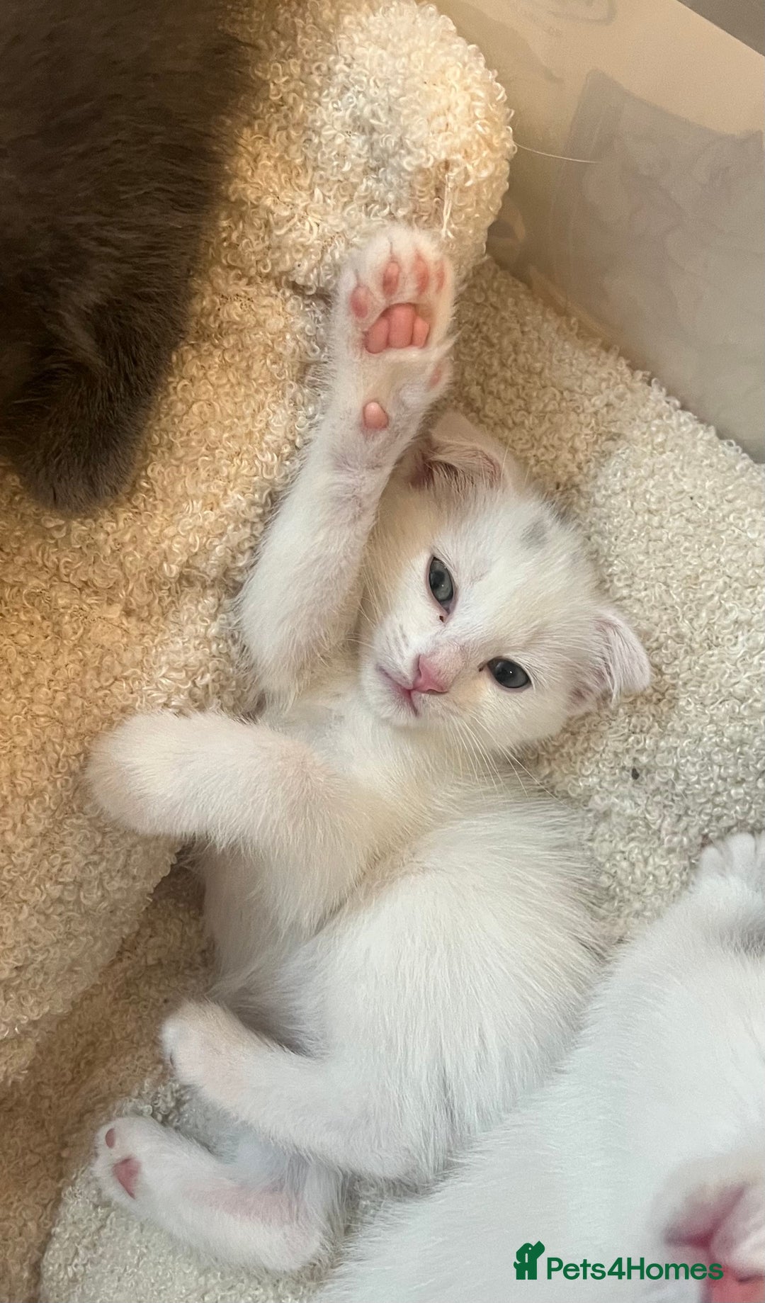 Scottish Fold cats for sale: 3 Scottish folds and 1 Scottish straight - Image 12