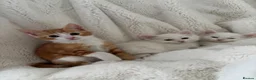 Mixed Breed cats for sale: Half Turkish van fluffy kittens! - Advert 10