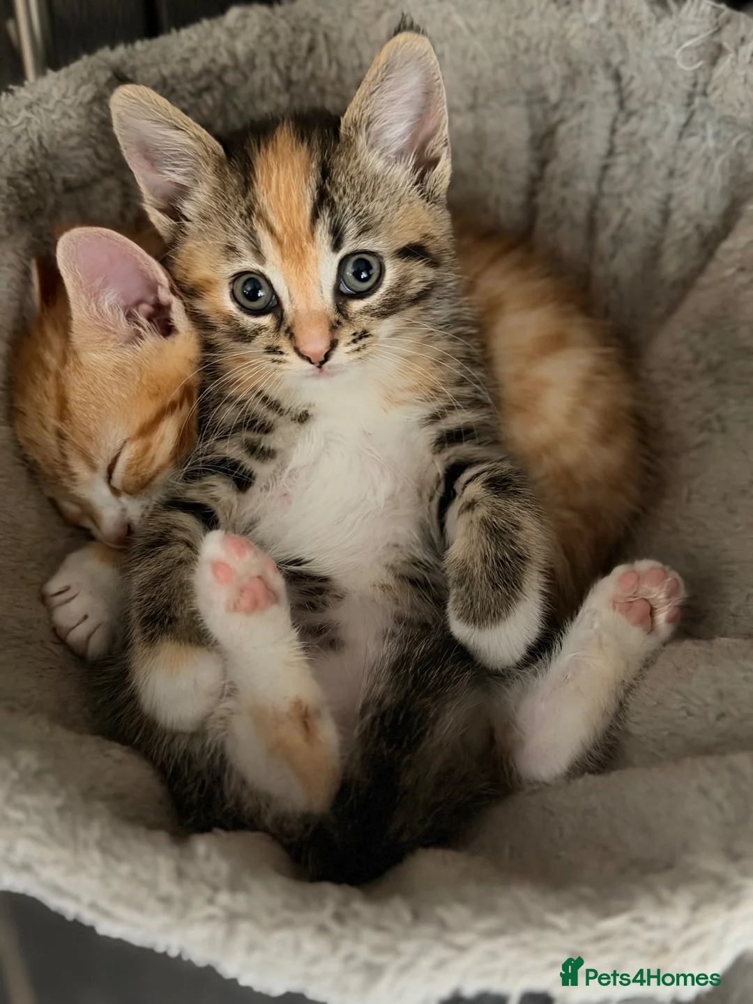 Mixed Breed cats for sale: Mixed breed kittens.  - Advert 7