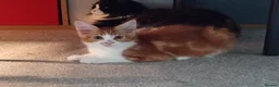 Maine Coon cats for sale: Stunning Maine Coon Kittens - Advert 29