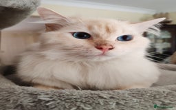 Ragdoll cats for sale: RAGS To Riches  - Image 15