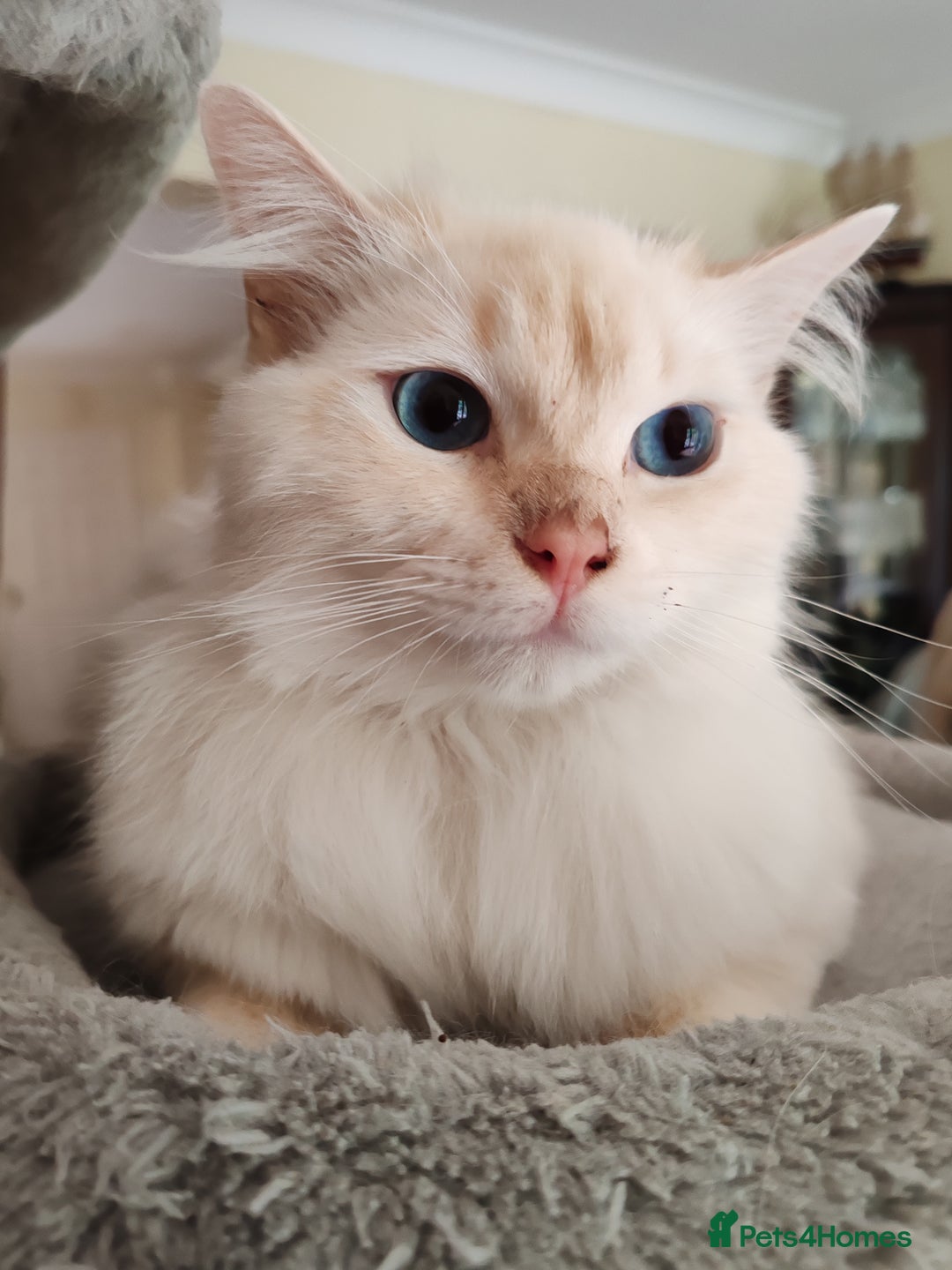 Ragdoll cats for sale: RAGS To Riches  - Image 15